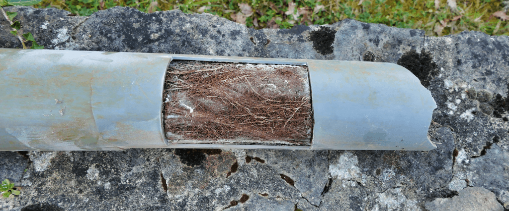 Tree roots can be a major cause of drain damage and broken pipes