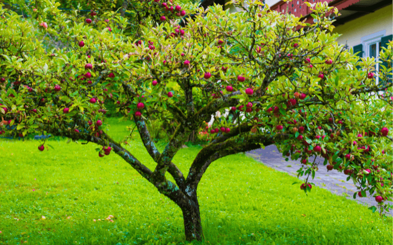 garden tree with home in the background