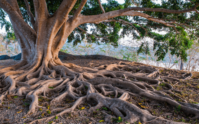 Tree roots that can cause damage to underground drains and pipes